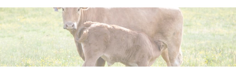 Veau